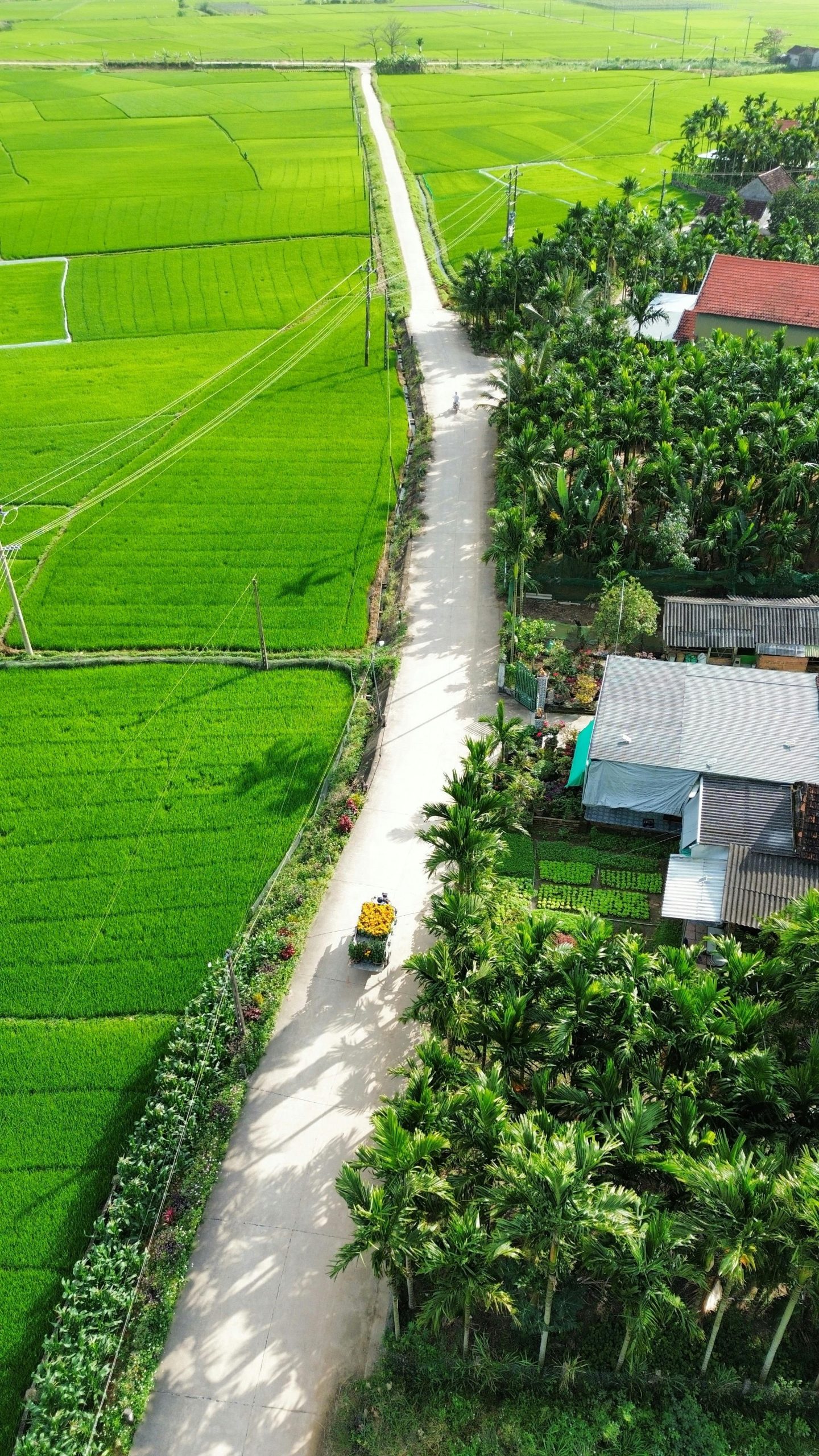 Stunning aerial shot of lush green rice fields and rural road in Quang Ngai, Vietnam.
